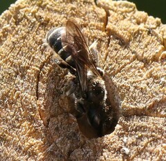 Hoplitis