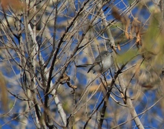 Polioptila melanura