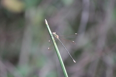 Lestes virgatus