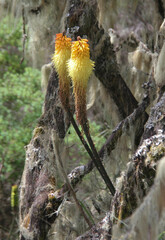 Kniphofia foliosa