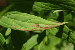 Phytomyza albiceps group