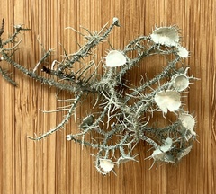 Usnea strigosa