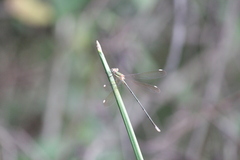 Lestes virgatus