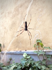 Nephila kuhli