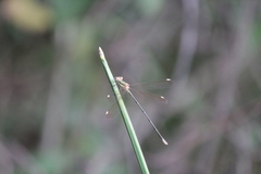 Lestes virgatus