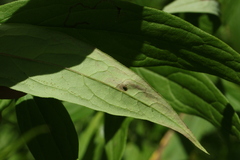 Phytomyza albiceps group