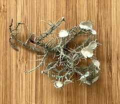 Usnea strigosa