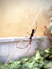 Nephila kuhli