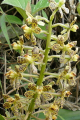Prosthechea crassilabia