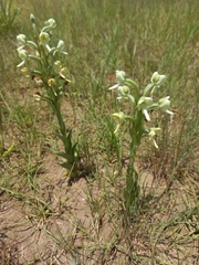 Habenaria epipactidea