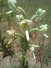 Habenaria epipactidea