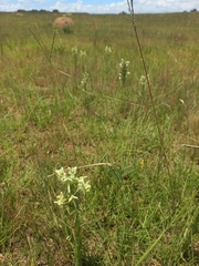 Habenaria epipactidea
