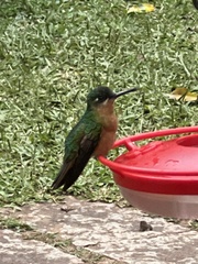 Heliodoxa rubricauda