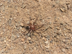 Scotophaeus blackwalli