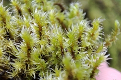 Racomitrium elongatum