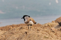 Vanellus duvaucelii