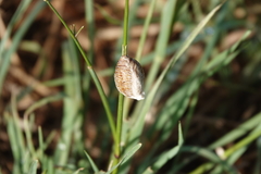 Archimantis latistyla