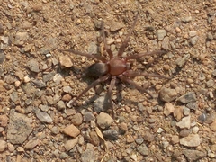 Scotophaeus blackwalli