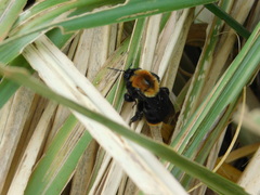 Bombus bellicosus