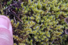 Racomitrium elongatum