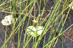 Nymphoides thunbergiana