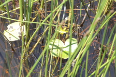 Nymphoides thunbergiana