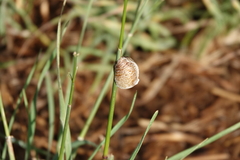 Archimantis latistyla