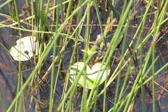 Nymphoides thunbergiana