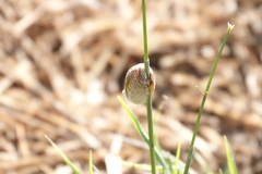 Archimantis latistyla