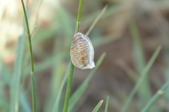 Archimantis latistyla