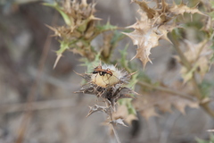 Cryptocheilus annulatus