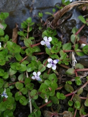 Lindernia rotundifolia