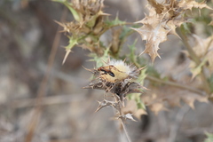 Cryptocheilus annulatus
