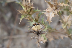 Cryptocheilus annulatus