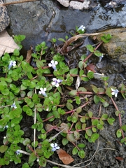 Lindernia rotundifolia