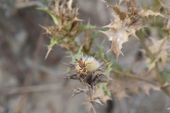 Cryptocheilus annulatus