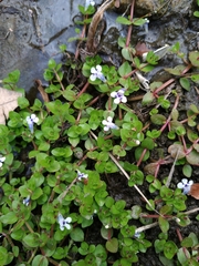 Lindernia rotundifolia