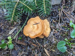 Hydnum rufescens