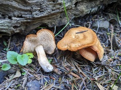 Hydnum rufescens
