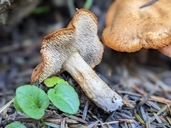 Hydnum rufescens