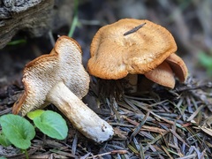 Hydnum rufescens