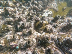 Pyura stolonifera