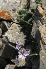 Erodium saxatile
