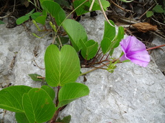Ipomoea pes-caprae brasiliensis