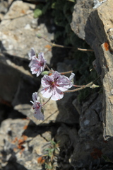 Erodium saxatile