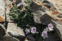 Erodium saxatile