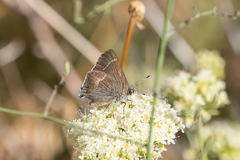 Satyrium tetra
