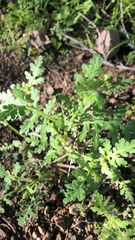 Eucrypta chrysanthemifolia