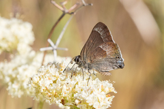 Satyrium tetra