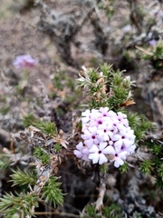 Junellia juniperina